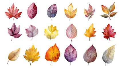 Poster - Big set watercolor elementsherbs, leaf, flat hand-drawn illustration isolated on white background