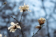 © VISUAL BACKGROUND - A branch of a tree with white flowers on it