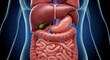 © LittleDuck - Female Liver and Intestines Anatomy Illustration - Detailed medical illustration of the female liver, gallbladder, stomach, and intestines. Shows digestive system organs, internal anatomy