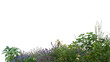 © Martin - Foreground of green plants and flowers isolated on transparent background