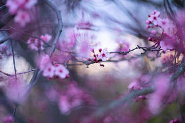Soft focus cherry blossom in diffuse light