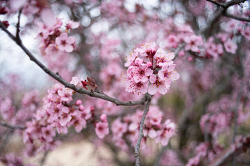 Close-up of cherry blossom branches in bloom