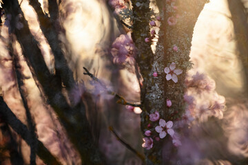 Ethereal cherry blossom tree illuminated by soft sunlight