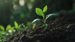© Aleksei - Young plant growing in the soil with a sunlight background, a green nature concept for Environment Day or World Tree Day.