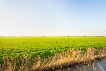 Wall Mural - wide open and green dutch countryside with distant farm and some trees at the horizon near gouda in 