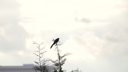 Video of lush foliage of a big tree swaying on the wind, high angle view