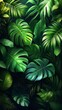 © zaryab - Dense Arrangement of Lush Green Tropical Leaves Against Dark Background