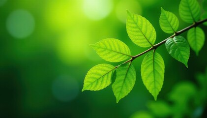 Nature's repeating leaf arrangement on a branch , nature, growth, tree