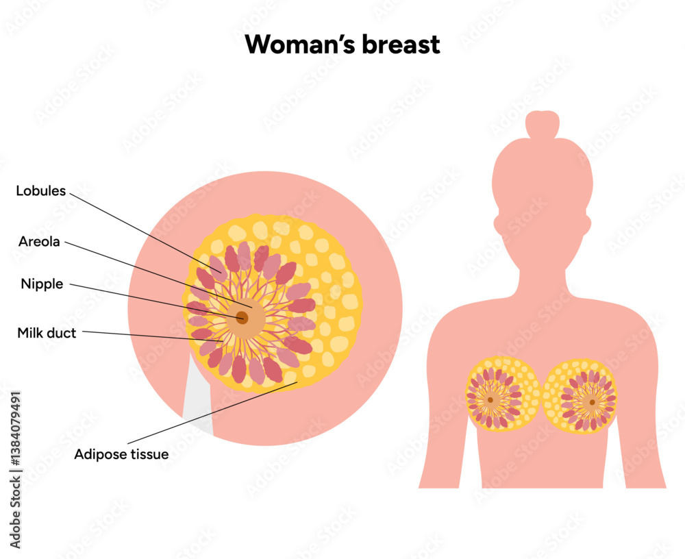Women’s breast anatomy. Medical female diagram. Chest wall, rib, nipple ...