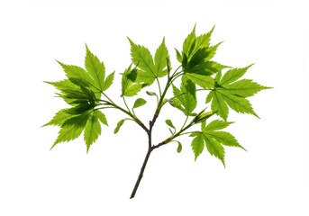 Green leaves tree branch white