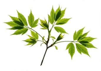 Green leaves tree branch white