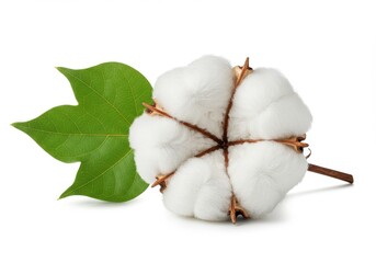 cotton boll fluffy white flower