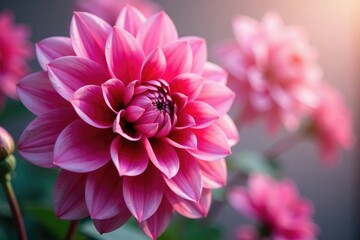 Wall Mural - Close-up dahlia blossoms, layered petals, soft focus, decor, soft, print