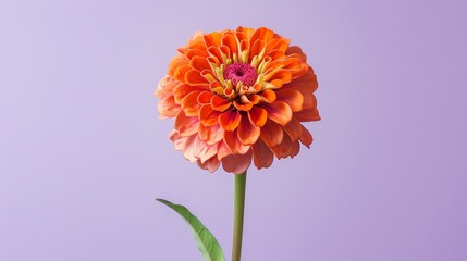 Wall Mural - Orange zinnia flower isolated on a purple background. The flower is in focus and has a blurred background.