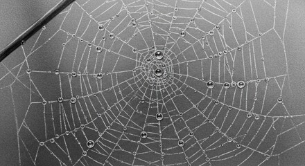 Intricate Spiderweb with Morning Dew