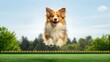 © Gibster - A joyful dog leaps playfully in a vibrant green field under a clear blue sky.
