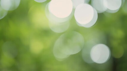 Wall Mural - Abstract Green Bokeh: An ethereal display of soft, blurred circles of light in varying shades of green, evoking a sense of tranquility and natural beauty.
