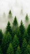 © Chaithat - Misty Evergreen Forest Scene Lush Conifer Trees Nature Photography Tranquil Environment Aerial View Wilderness Beauty