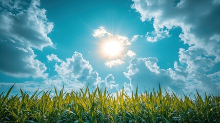 Wall Mural - Sunny sky above green plants. Fluffy white clouds fill bright blue horizon scene