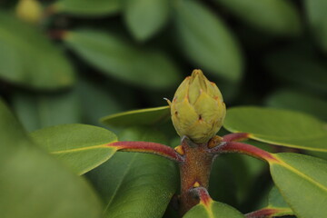 close-up of a branch of pink azalea buds in the spring. azalea garden close-up. azalea (rhododendron