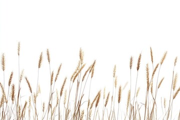 Naklejka na meble Wheat Field Border with Brown Stalks and White Background Illustration