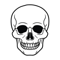 human skull vector