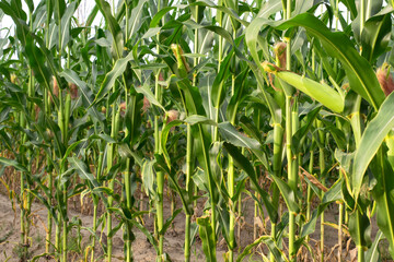 Wall Mural - young corn cobs and green leaves on a field background close-up. Corn farm. A selective focus picture of corn cob in organic corn field. concept of good harvest, agricultural. farmland