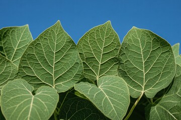 Poster - Bright green maple leaves displayed against a clear blue sky during the morning hours in a serene natural setting