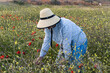 © Beg - Campesina canaria que cuida con mimo a su tierra
