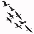 © Rokshana - Silhouette of a flock of birds flying, isolated over a white background. Vector illustration