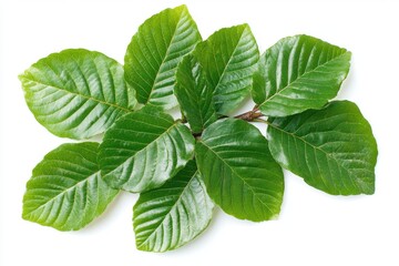 Poster - Fresh green leaves arranged on a white background showcasing the diversity of leaf shapes and textures in natural lighting