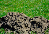 kretowisko wiosną na trawniku, kopiec kreta na trawie, a molehill in the spring on the lawn, a molehill in the grass, freshly dug molehill stands out against the green grass
