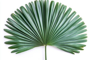 Poster - Elegant fan-shaped green leaf with intricate details displayed against a plain background, highlighting its natural beauty and structure