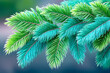 © Mohan - Vibrant green and teal conifer branches, detailed texture, soft background