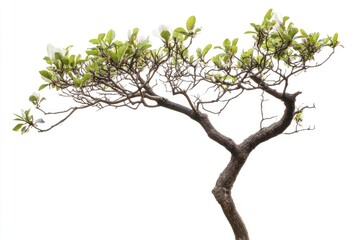 Flowering Magnolia Tree Branch with Green Leaves Isolated on White