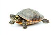 © Dzikrul Husnani - Turtle Standing on White Background with Yellow and Brown Shell