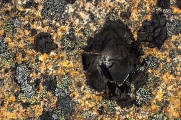 Wall Mural - Macro image of lichen on the surface of the stone. Lichenes patterns on a rock surface. Natural texture background.