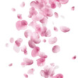 © Abdul - Beautiful floral overlay with flying pink petals at transparent background transparent background