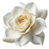 A pristine white gardenia in full bloom, its waxy petals exuding a rich and captivating fragrance.