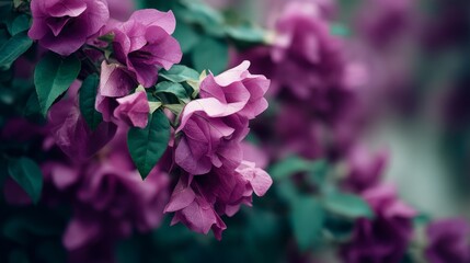 Poster - A cluster of purple flowers blooms in a garden, showcasing petals in various stages of opening against a softly blurred background of rich hues and textures