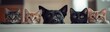 © วิทวัส วงษ์หาจักร์ - Cat and Dog Together: A heartwarming moment captured of a cat and dog, showcasing their charming glances towards the camera. A true testament to the harmony between feline and canine companions.