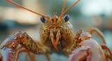 Fresh Live Crawfish for Sale in New Orleans - Close-up of Delicious Louisiana Crustaceans