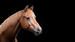© PACESTOCK - A chestnut Arabian horses head and neck are shown, its mane and coat gleaming. The horse is positioned against a pure black background, creating a striking contrast. The image is high-quality, with s