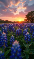 Poster - Field of Bluebonnets at Sunset with Vibrant Colors and Dreamy Bokeh, Creating a Serene and Natural Landscape