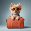 © Aressx - An adorable Pomeranian dog wea stylish sunglasses sits inside a trendy orange leather handbag ready for travel adventures.