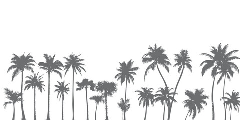 Silhouettes of palm trees standing neatly in a row like a forest or summer and beach background