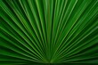 © Outkast - Close-up of a Green Palm Leaf with Radiating Lines, Nature Background for Design