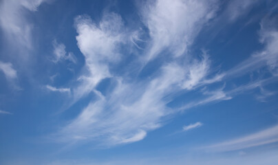 Poster - Blue sky and white clouds background - Pillowy clouds cover a blue sky in the background