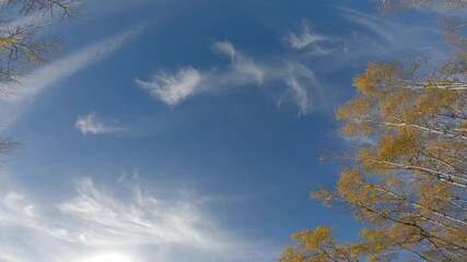 Wall Mural - looking up at a bright blue sky with white clouds while driving through an autumn forest