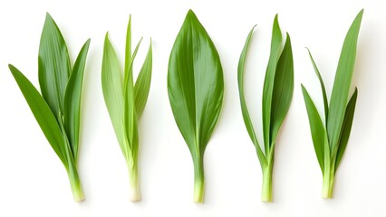 isolated green lily of the valley leaves arrayed on a seamless white background